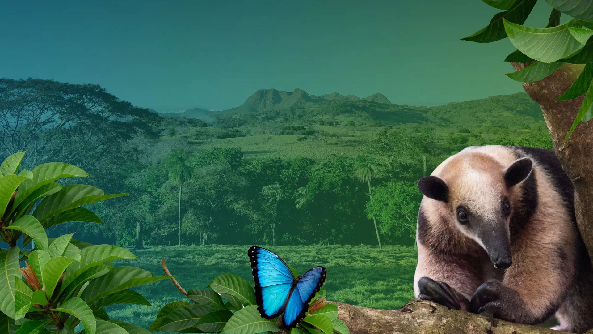 173.400 Granchio Crostaceo Foto Stock, Immagini E Fotografie Royalty - Foto 11